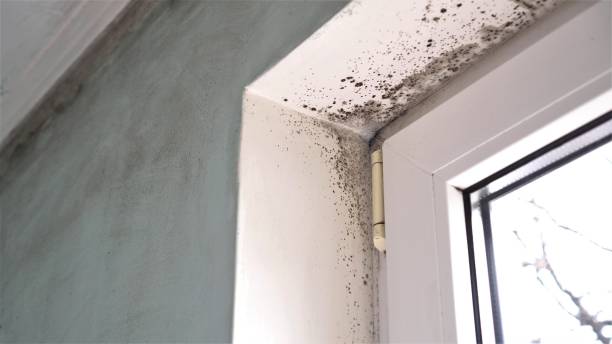 Best Mold Prevention Services  in New Martinsville, WV