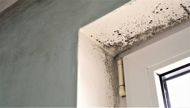 Mold Removal for HVAC Installations in New Martinsville, WV