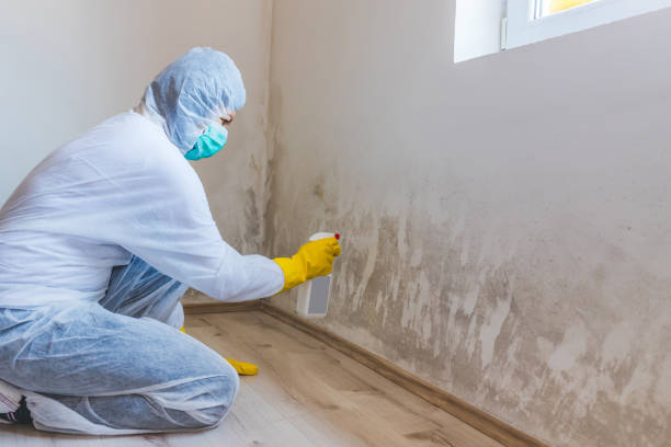 Best Biohazard Mold Removal  in New Martinsville, WV