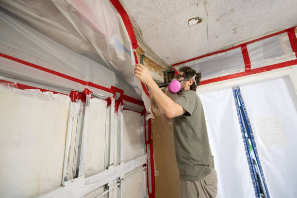 Professional Mold Removal in New Martinsville, WV