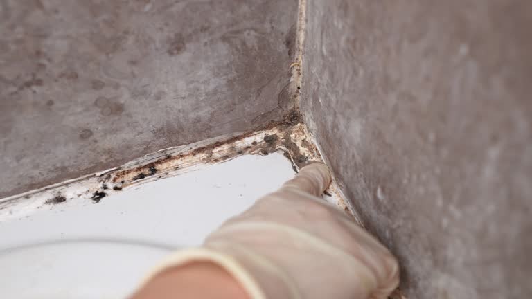 Forensic Mold Investigation in New Martinsville, WV